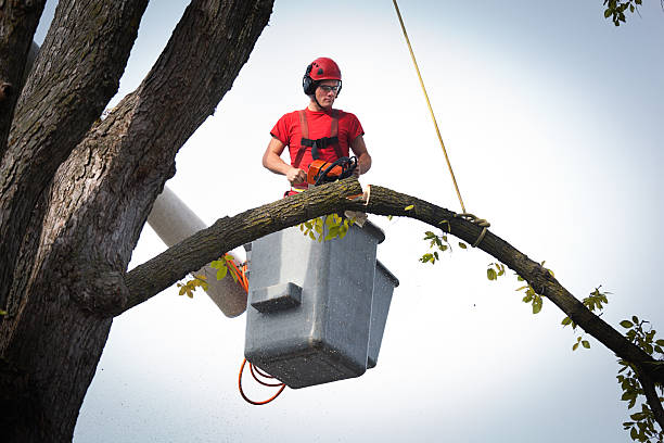 Hillsville, VA  Tree Services Company